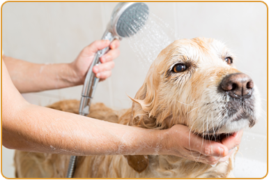 Dog Taking a Bath